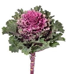 Kale Euro Tekla (Rose serrated)