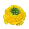 Ranunculus Reinette Yellow