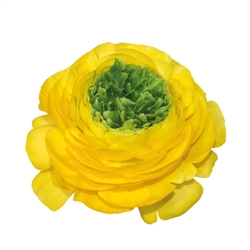 Ranunculus Reinette Yellow