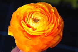 Ranunculus Highline Orange