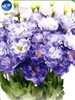 Lisianthus Celeb 2 Blue Squash Pellets