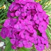 Sweet William Amazon Neon Purple Pellets