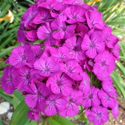 Sweet William Amazon Neon Purple Pellets