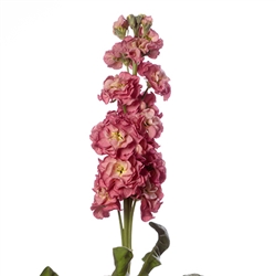 Stocks StoX Antique Rose