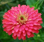 Zinnia Giants Carmine