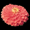 Zinnia Giants Coral