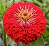 Zinnia Giants Deep Red