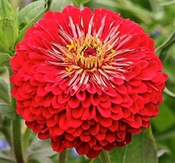 Zinnia Giants Deep Red