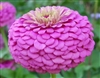 Zinnia Giants Lilac