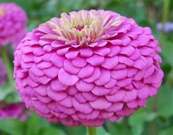 Zinnia Giants Lilac