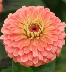 Zinnia Giants Salmon Rose
