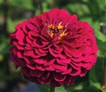 Zinnia Giants Wine