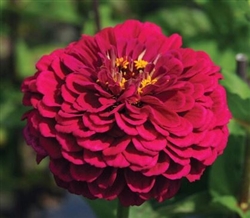 Zinnia Giants Wine