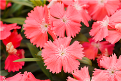 Dianthus Chiba Salmon