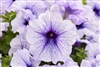 Petunia Mambo Silver Blue Pellets