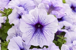 Petunia Mambo Silver Blue Pellets