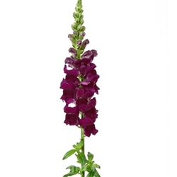 Antirrhinum Opus Purple IV