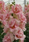 Antirrhinum DoubleShot Appleblossom