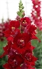 Antirrhinum DoubleShot Crimson Red