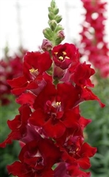 Antirrhinum DoubleShot Crimson Red