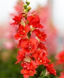 Antirrhinum DoubleShot Orange Bicolour