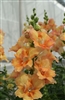 Antirrhinum DoubleShot Peach