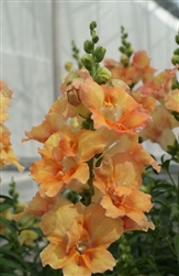 Antirrhinum DoubleShot Peach