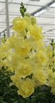 Antirrhinum DoubleShot Yellow