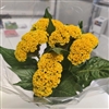 Celosia Reprise Gold