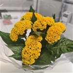 Celosia Reprise Gold