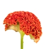 Celosia Reprise Orange