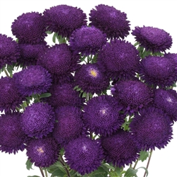 Aster Bonita Blue