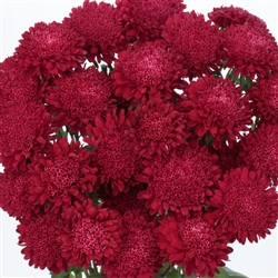 Aster Bonita Scarlet