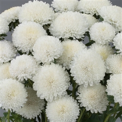 Aster Bonita White