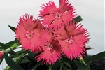 Dianthus Supra Salmon