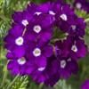 Verbena Obsession Purple Shades/Eye