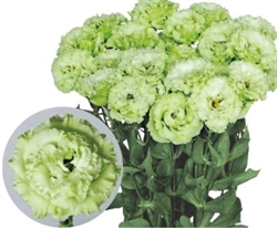 Lisianthus Exe Green Pellets