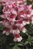 Antirrhinum Snappy Orchid Flame