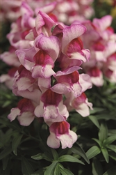 Antirrhinum Snappy Orchid Flame