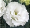 Lisianthus Elegance 3 Snow Pellets