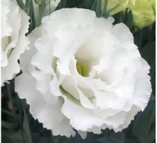 Lisianthus Elegance 3 Snow Pellets