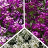 Alyssum North Face Mix