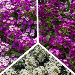 Alyssum North Face Mix