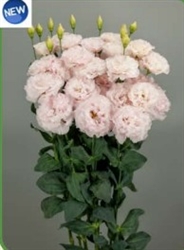 Lisianthus Celeb 2 Silky Pink Pellets