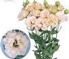 Lisianthus Anri 1 Pellets