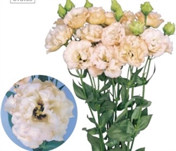 Lisianthus Anri 1 Pellets