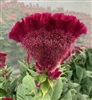 Celosia Martine Purple