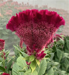 Celosia Martine Purple