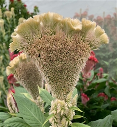 Celosia Martine Salmon