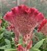 Celosia Martine Scarlet